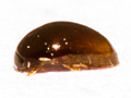 Olibrus liquidus